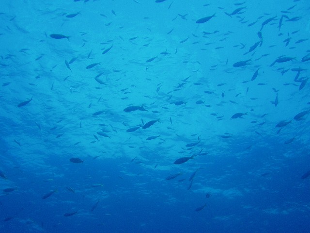 海面の小魚