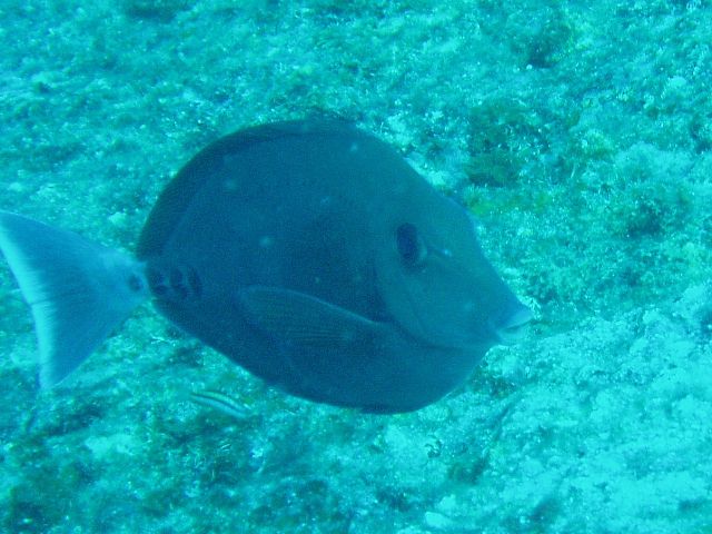 ニザダイ