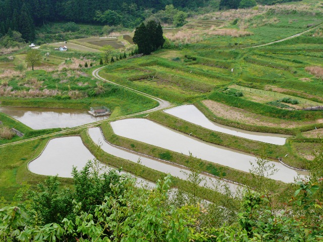 棚田風景