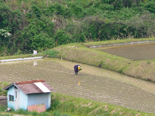 田植