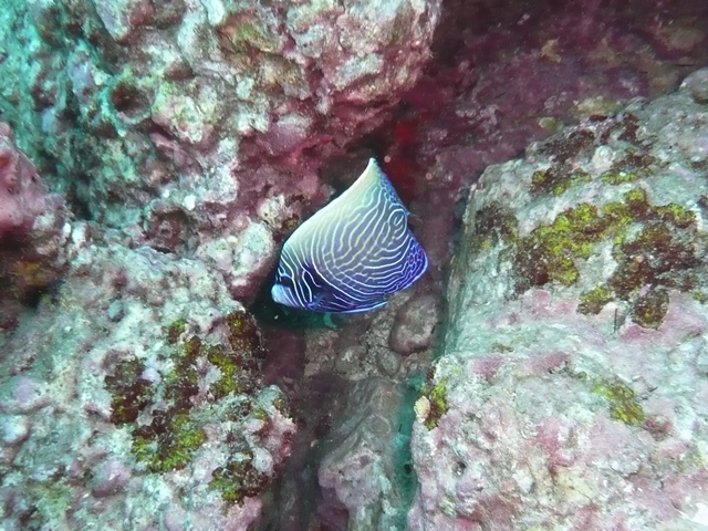 サザナミヤッコ