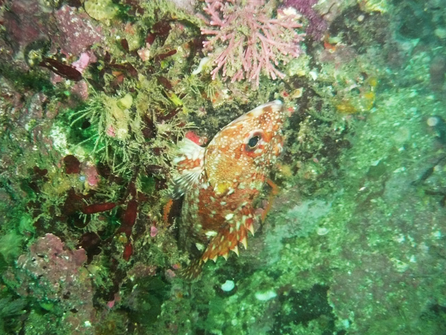かさご