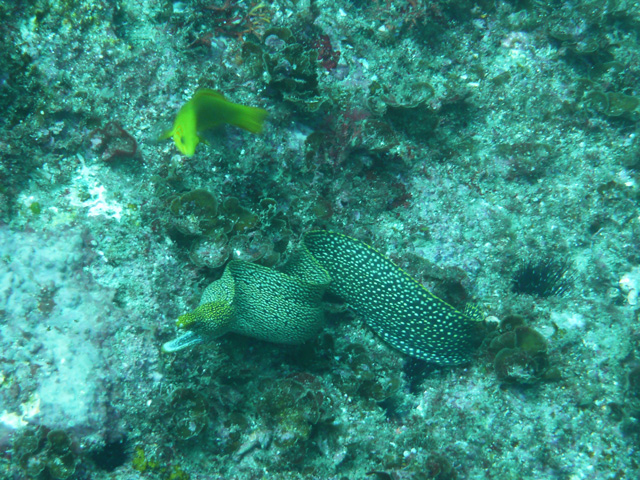ワカウツボ