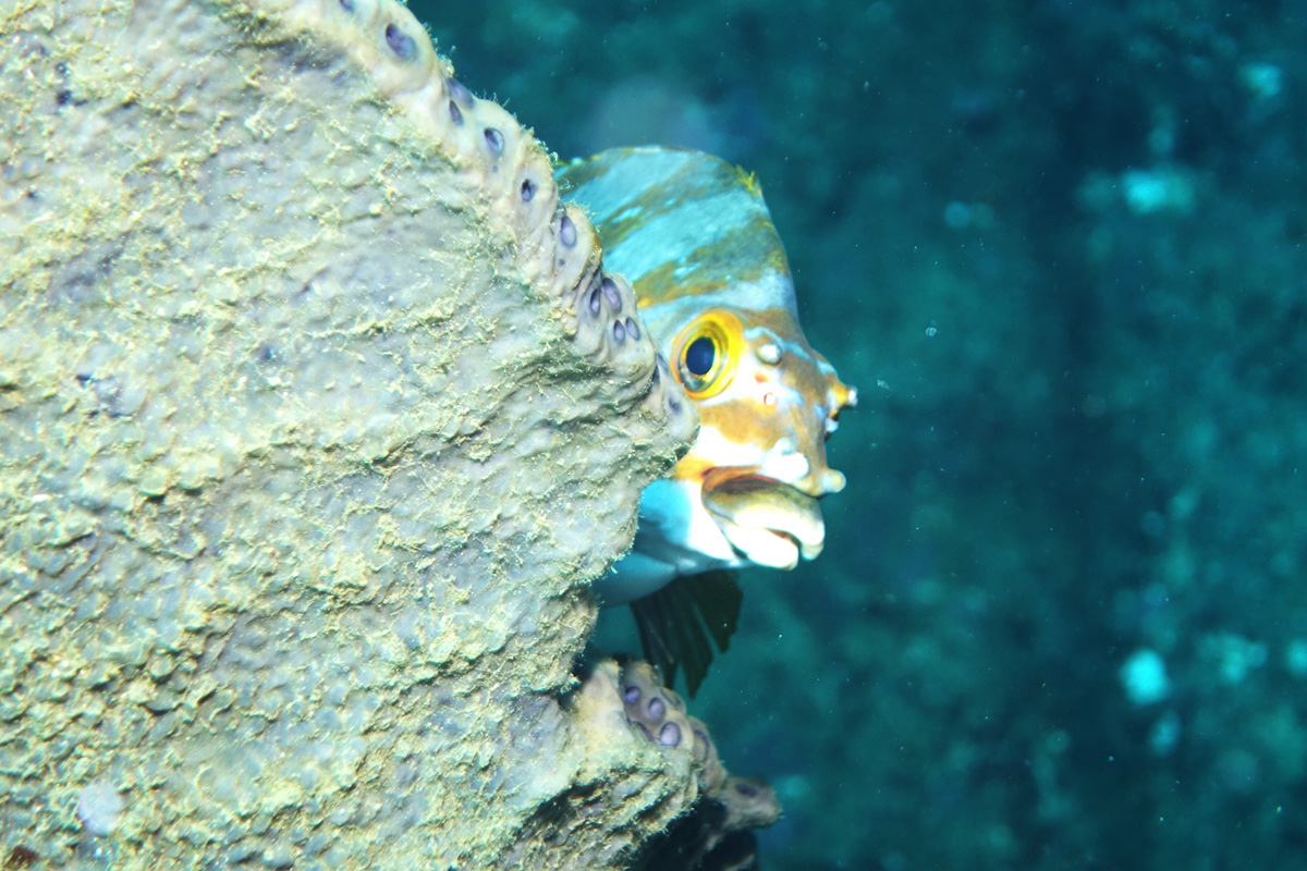 岩陰から覗くタカノハダイ