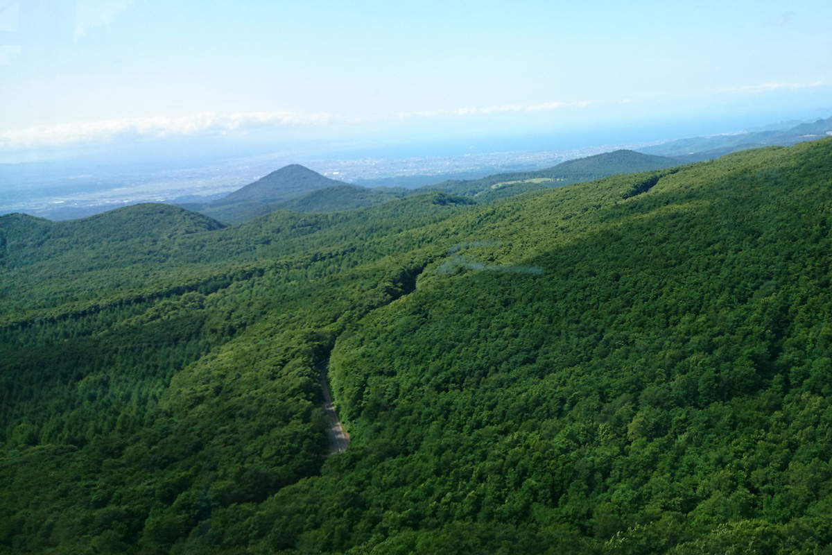 山麓に広がる森