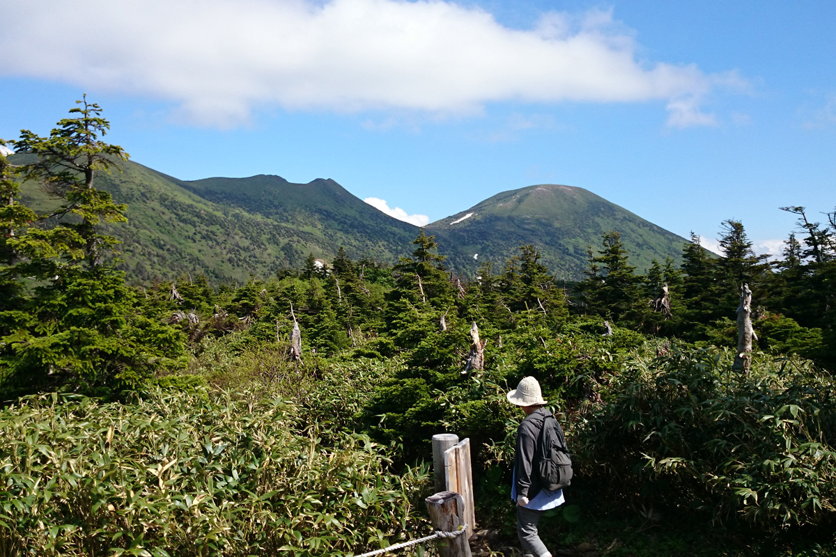 青森トドマツに囲まれた道