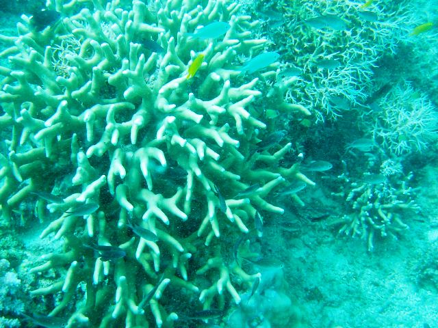 エダサンゴと小魚