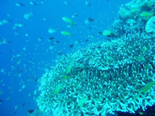 エダサンゴに群がる小魚の群れ