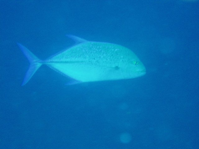 ギンガメアジ