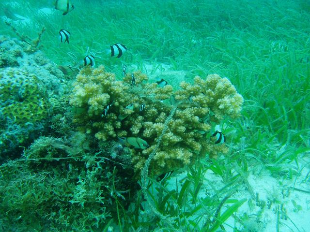 サンゴと海藻の海