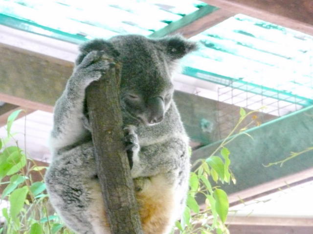 コアラ
