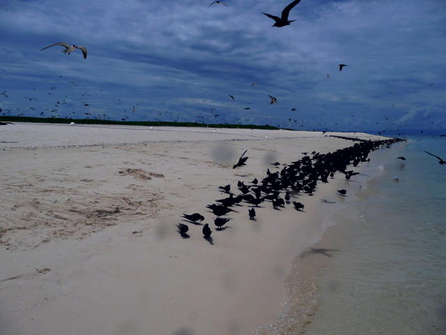 海鳥の群がるビーチ