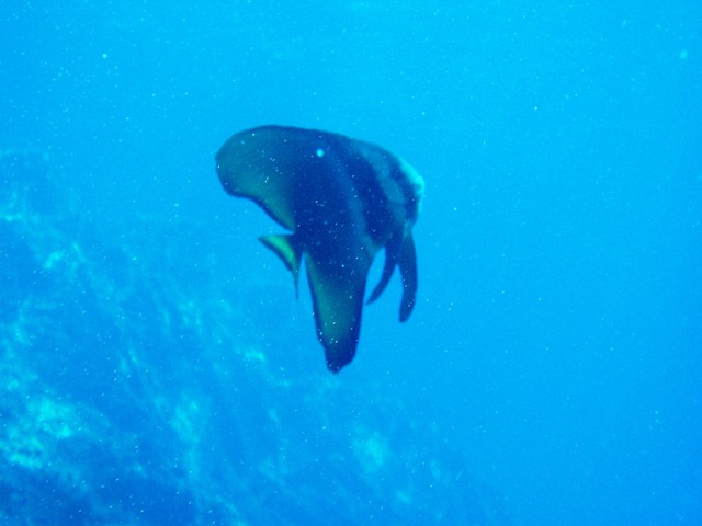 ツバメウオ