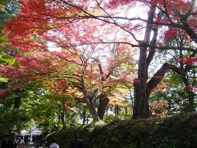 月見坂の紅葉