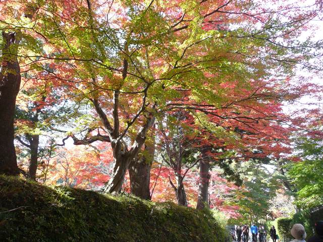月見坂の紅葉、坂の下から