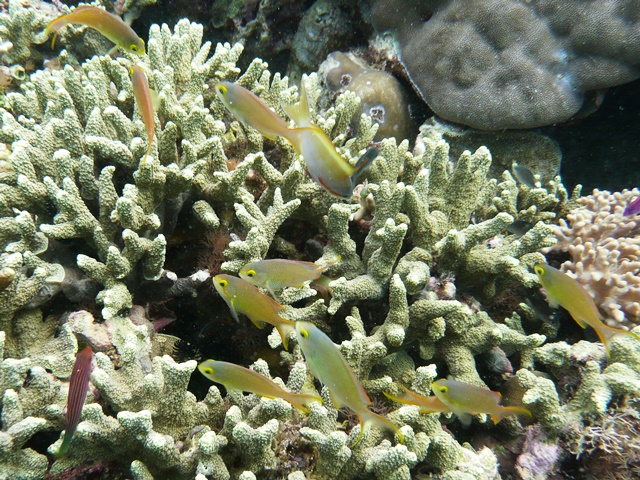 サンゴと小魚