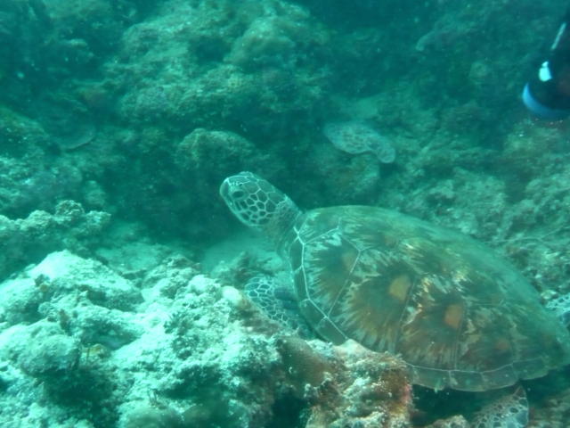 アオウミガメ