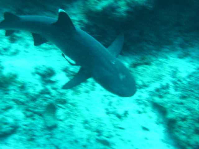 サメ