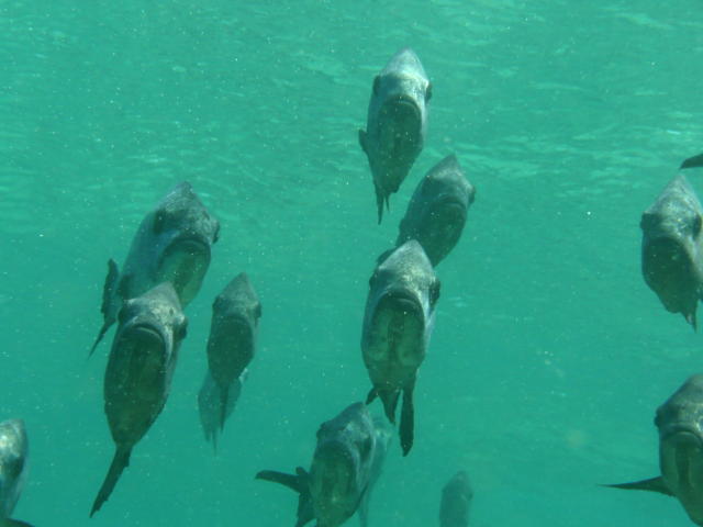ギンガメアジ正面から