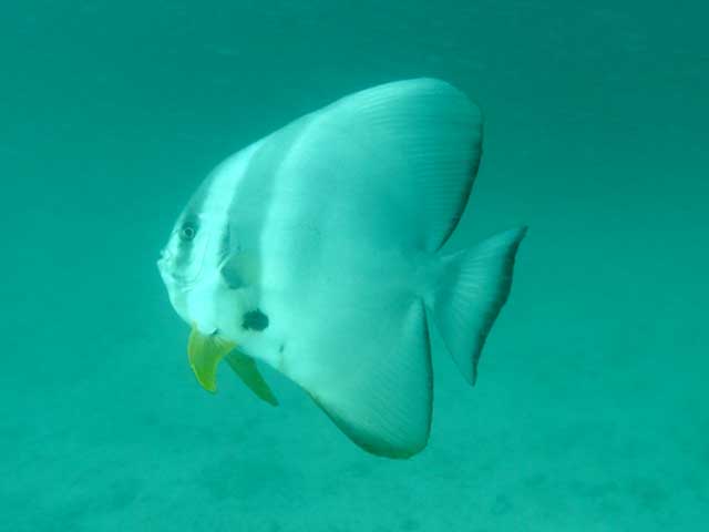 ツバメウオ