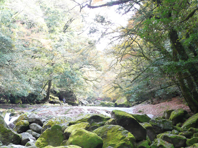 紅葉が瀬上流