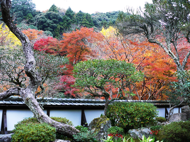 庭の塀を隔てた紅葉