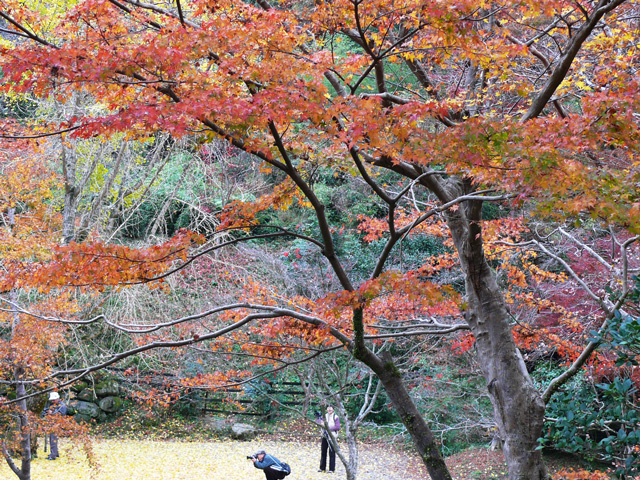 庭の向こうの紅葉