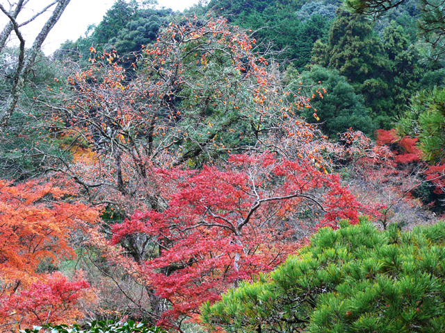 紅葉と柿の木