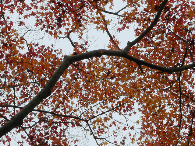 頭上の紅葉