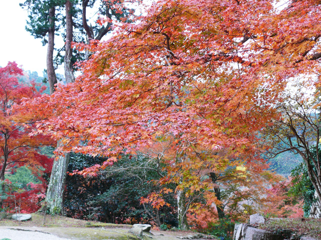 紅葉
