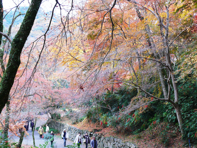 道の紅葉