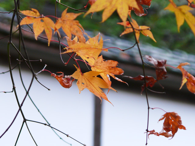 紅葉