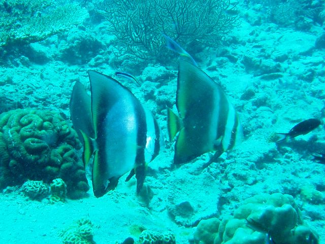 ツバメウオ