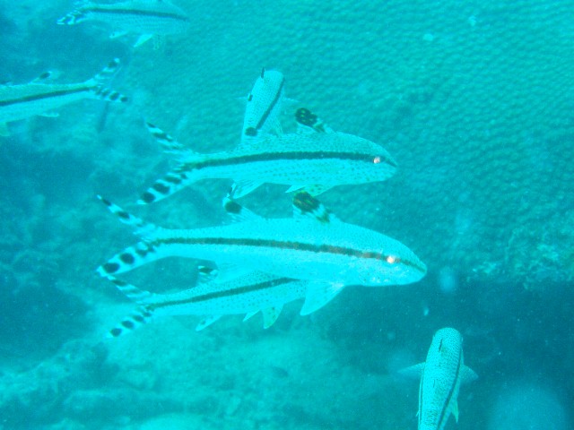 名前のわからない魚