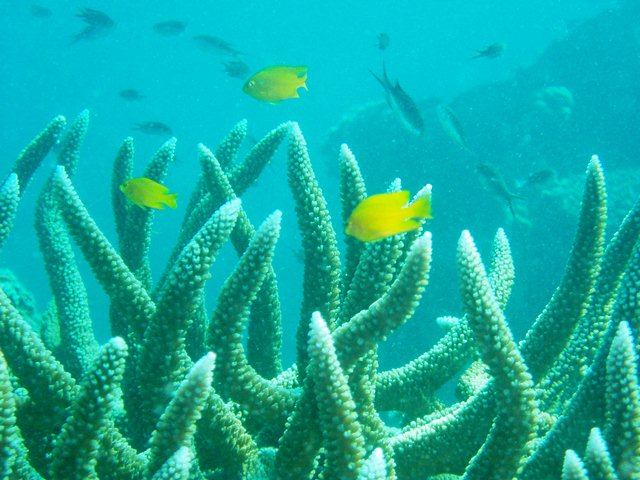 エダサンゴと小魚