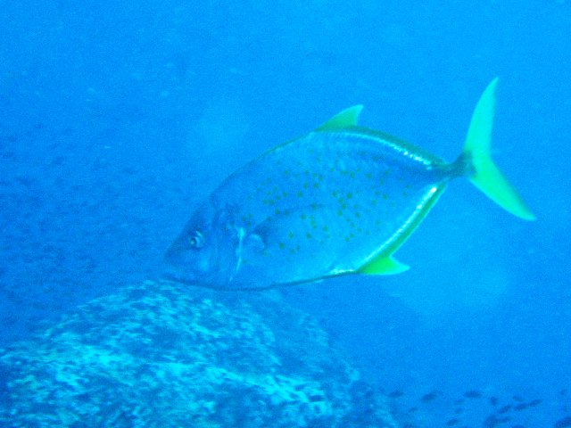 コガネアジ