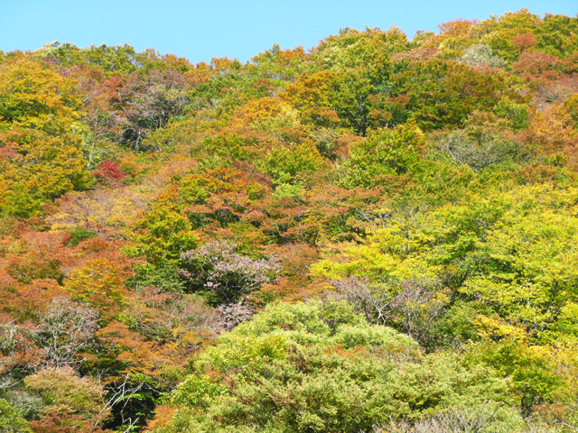 対岸の紅葉