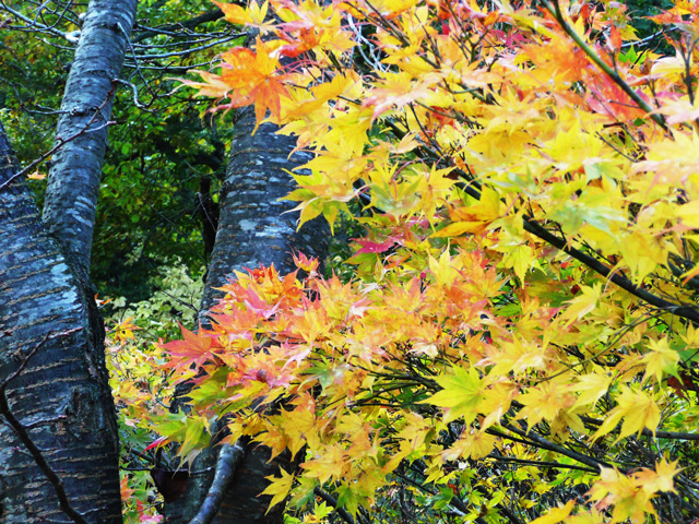 散策路の紅葉